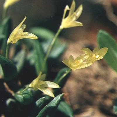 Pleurothallis leptotifolia