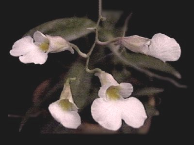 Rodriguezia obtusifolia