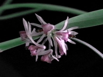 Scaphyglottis amazonica