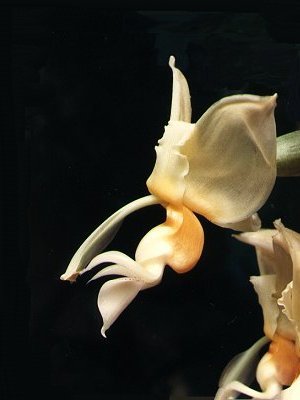 Stanhopea lietzei