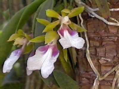 Trichocentrum albo-coccineum