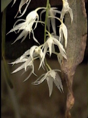 Warmingia eugenii