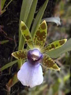 Zigopetalum maxillare