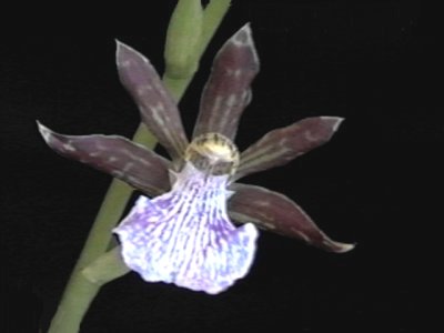 Zygopetalum mackayi