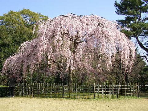 sakura at Imperial Garden