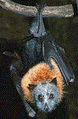 bat.gif (9048 bytes)