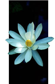 Lotus Image