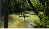 River in the Borneo