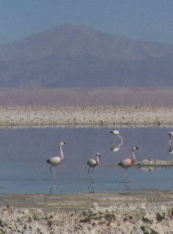 Los Flamencos National Reserve