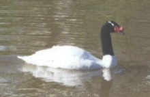 swan at the University of Concepcin