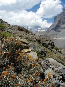 flowers and dirt road to mines and thermal pools