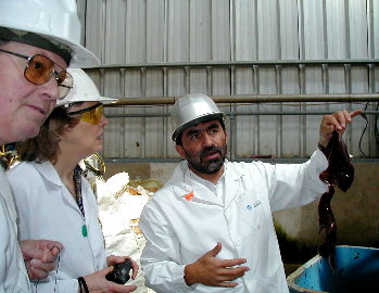 learning about the kelp used for carogeen