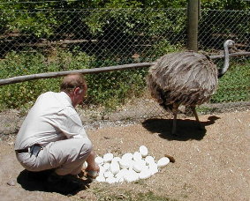 Franz and the rhea nest while the male rhea takes a break