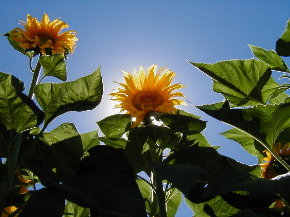 sunflowers