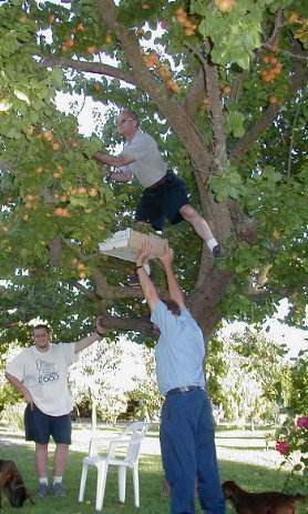 picking ripe apricots