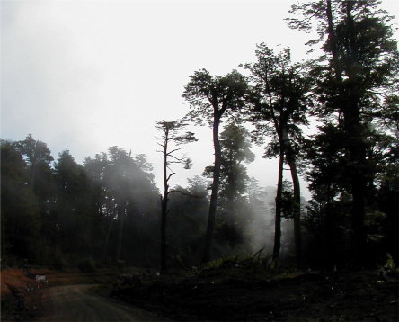 fog shrouded great trees