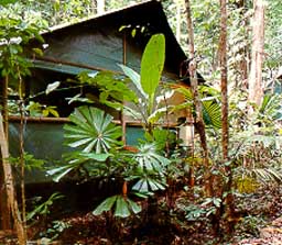 Club Crocdile Youth Hostel, Cow Bay, Cape Tribulation