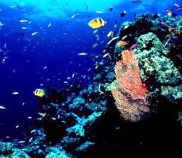 Underwater on the Great Barrier Reef