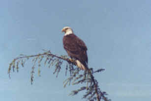 juvenile bald eagle (4718 bytes)