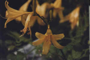 wood lillies  (6851 bytes)