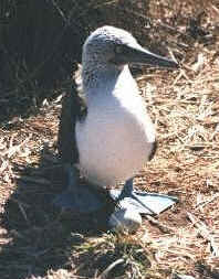 Blue-footed booby, Isla Isabela, Mexico