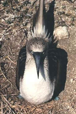 Nesting blue-footed booby, Isla Isabela, Mexico