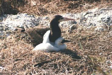 Brown booby and chick, Isla Isabela, Mexico