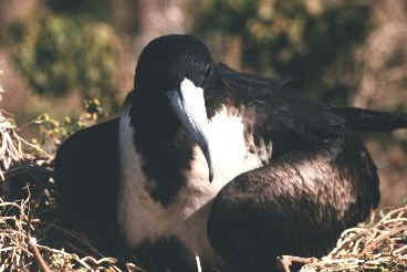 Nesting magnificent frigatebird, Isla Isabela, Mexico