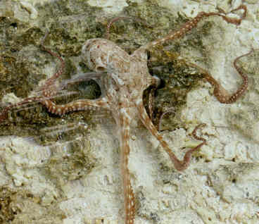 octopus hunting in the shallows (18929 bytes)