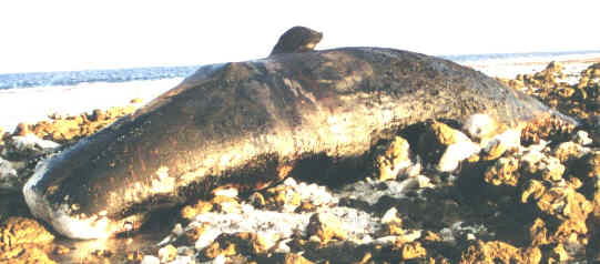 Makemo beached sperm whale (20305 bytes)