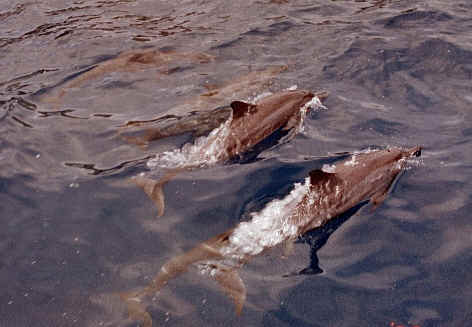 Dolphins somewhere in the Marquesas, French Polynesia