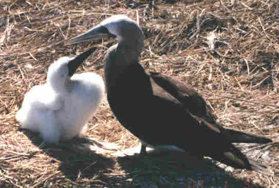 Booby and chick (20597 bytes)