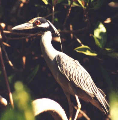 Broad billed Heron (16352 bytes)