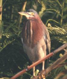 chestnut heron (14287 bytes)