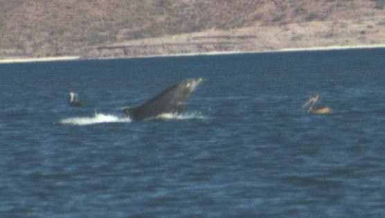 jumping dolphin (15963 bytes)