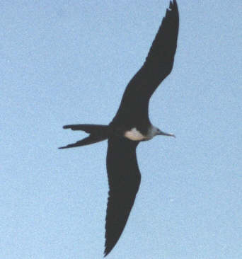 Frigate bird in flight (12851 bytes)