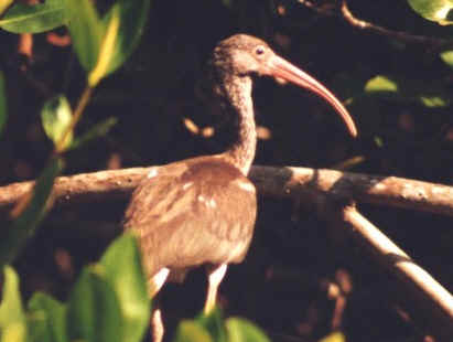 ibis (13230 bytes)