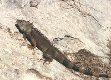 iguana (103800 bytes)