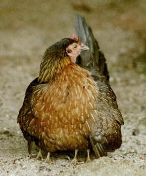 red jungle fowl (14235 bytes)