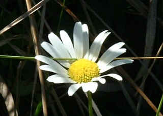 Alpine daisy, Arthurs Pass NZ