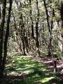 Mountain Beech forest at Arthurs Pass (25026 bytes)