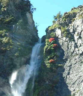 Rata growing at Punchbowl Falls (14627 bytes)