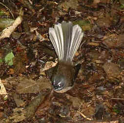 Fantail (12956 bytes)