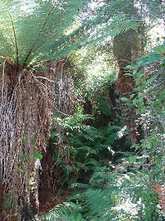 fern forest (21353 bytes)