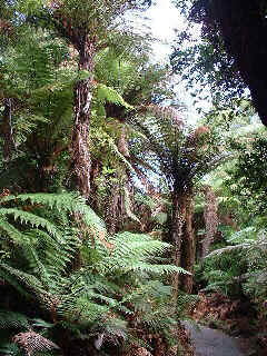 fern forest (23074 bytes)