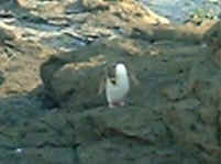 Yellow Eyed penguin preening (4636 bytes)