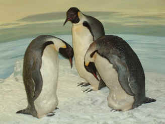 King Penguins (8739 bytes)