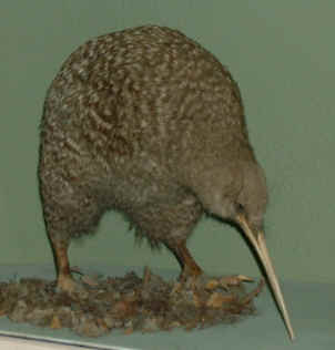 Kiwi (8373 bytes)