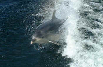 Doubtful Sound dolphin in tour boat wake, South Island NZ