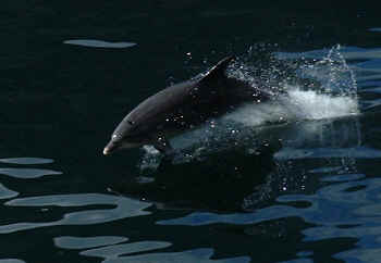 Doubtful Sound dolphin, South Island NZ